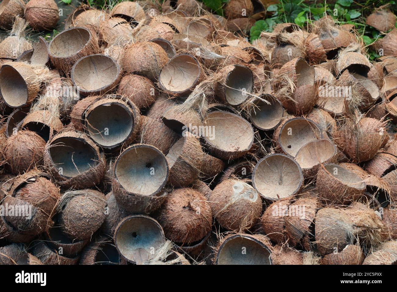 Haufen Kokosnussschalen. Nachdem die Kokosnussbällchen genommen wurden, bekommen sie die Muscheln. Diese werden in der Keramikherstellung verwendet. Es wird auch in Herden als Kochmaterial verwendet. Stockfoto