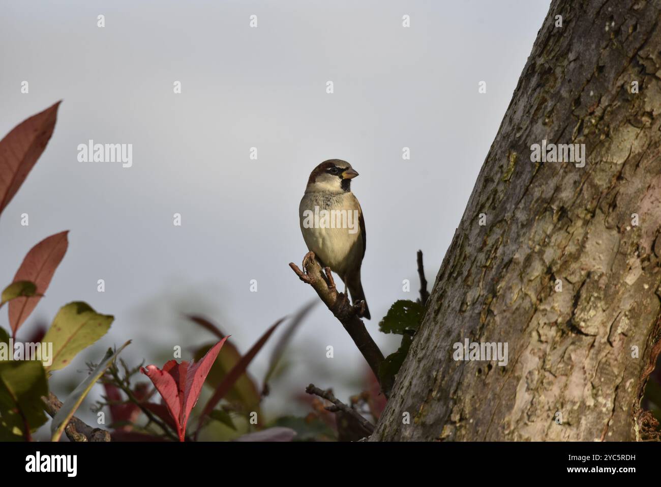 Männlicher Hausspatzen (Passer domesticus) mit Blick auf die Kamera von einem kurzen Zweig an der Seite eines Baumstammes in der Dämmerung, aufgenommen in Mitte von Wales, Großbritannien im Oktober Stockfoto