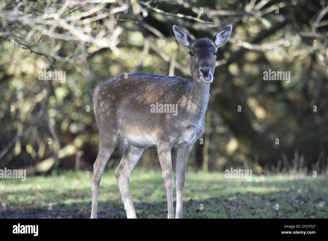 Bild eines europäischen Brachhirschtauchs (Dama dama), der auf dem Waldboden in der getapelten Nachmittagssonne steht und in die Kamera blickt, in Großbritannien Stockfoto
