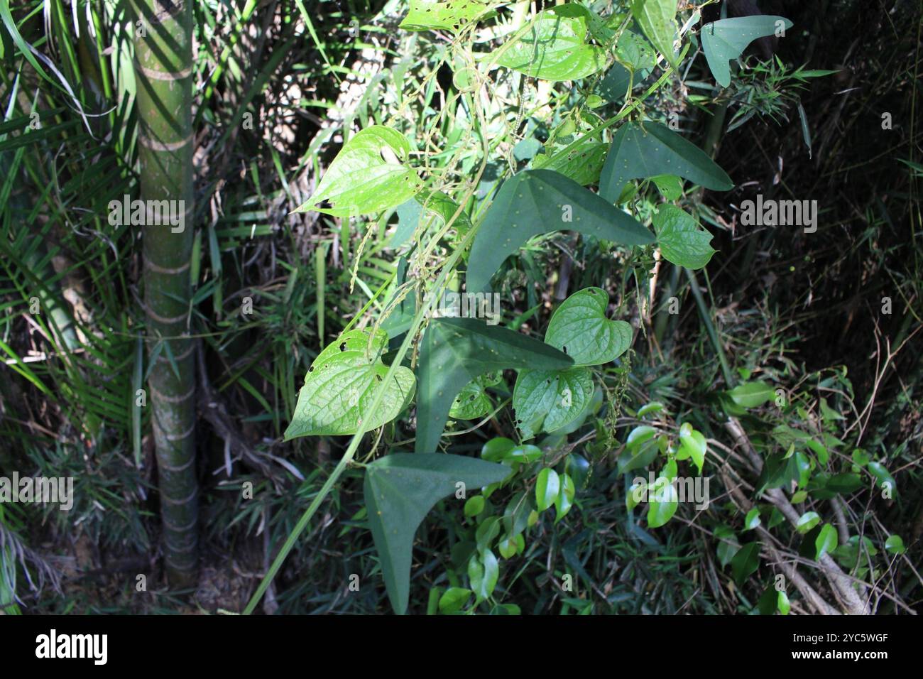 Doppelblume Passionsblume (Passiflora biflora) Plantae Stockfoto