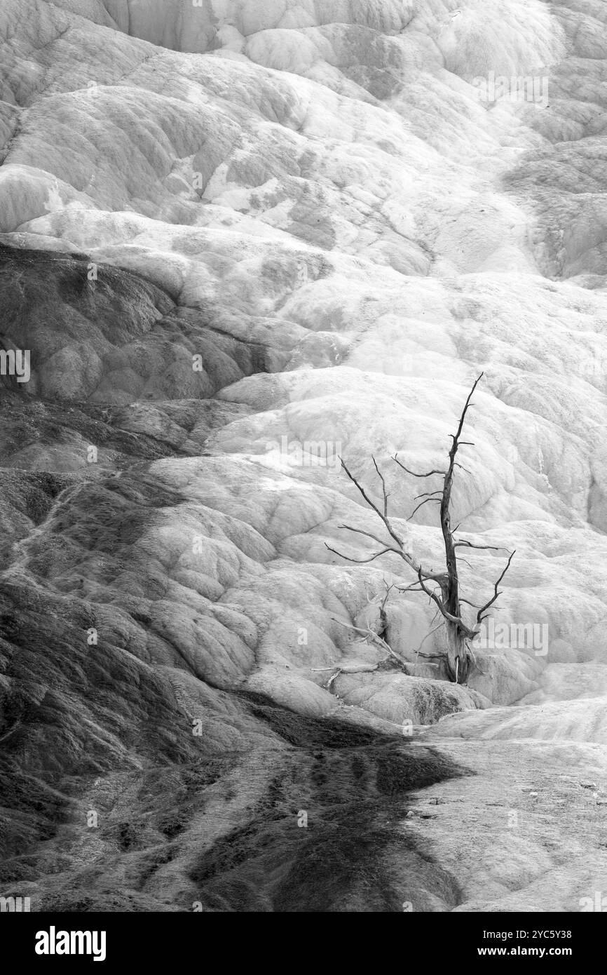 WY04983-00-BW..... WYOMING - Baum in Mammoth Hot Springs, Lower Terrace, Yellowstone National Park. Stockfoto
