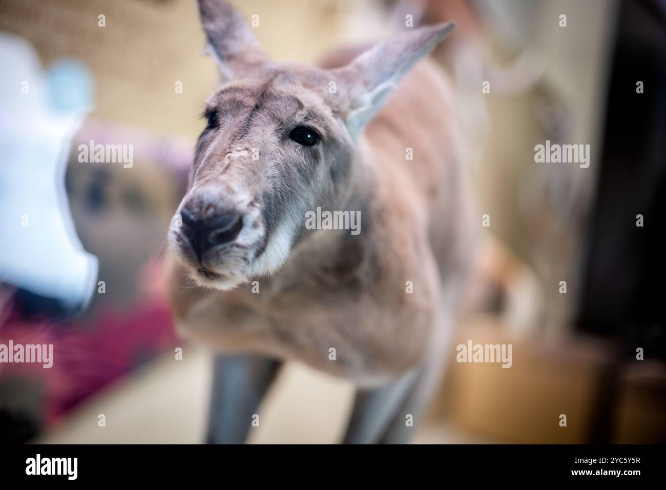 WASHINGTON DC, USA – Ein Präparat eines Roten Kängurus (Osphranter rufus) zeigt Australiens größte Beuteltierart. Das Display zeigt die leistungsstarken Anpassungen, die es diesen Tieren ermöglichen, lange Distanzen mit konstanter Geschwindigkeit von 25 km/h zu fahren, wobei sie bei Bedrohung die Geschwindigkeit verdoppeln können. Dieses Exemplar demonstriert die einzigartige Morphologie, die ihre unverwechselbare Hopping-Fortbewegung ermöglicht. Stockfoto