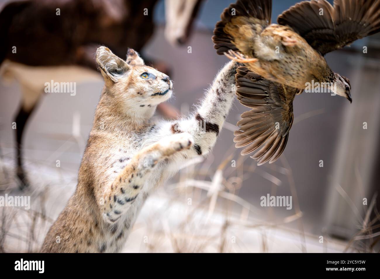 Serval Taxidermy Example Washington DC // WASHINGTON DC – Ein Präparat eines Serval (Leptailurus Serval) zeigt die charakteristischen Jagdadaptionen dieser afrikanischen Wildkatze. Das Display betont die charakteristisch großen Ohren der Art, die eine entscheidende Rolle bei der Erkennung von Beutebewegungen in hohem Gras spielen. Diese mittelgroße afrikanische Katze ist ein Beispiel für spezielle Anpassungen für die Jagd auf kleine Beute durch akutes Hören und starke Sprungfähigkeiten. Stockfoto