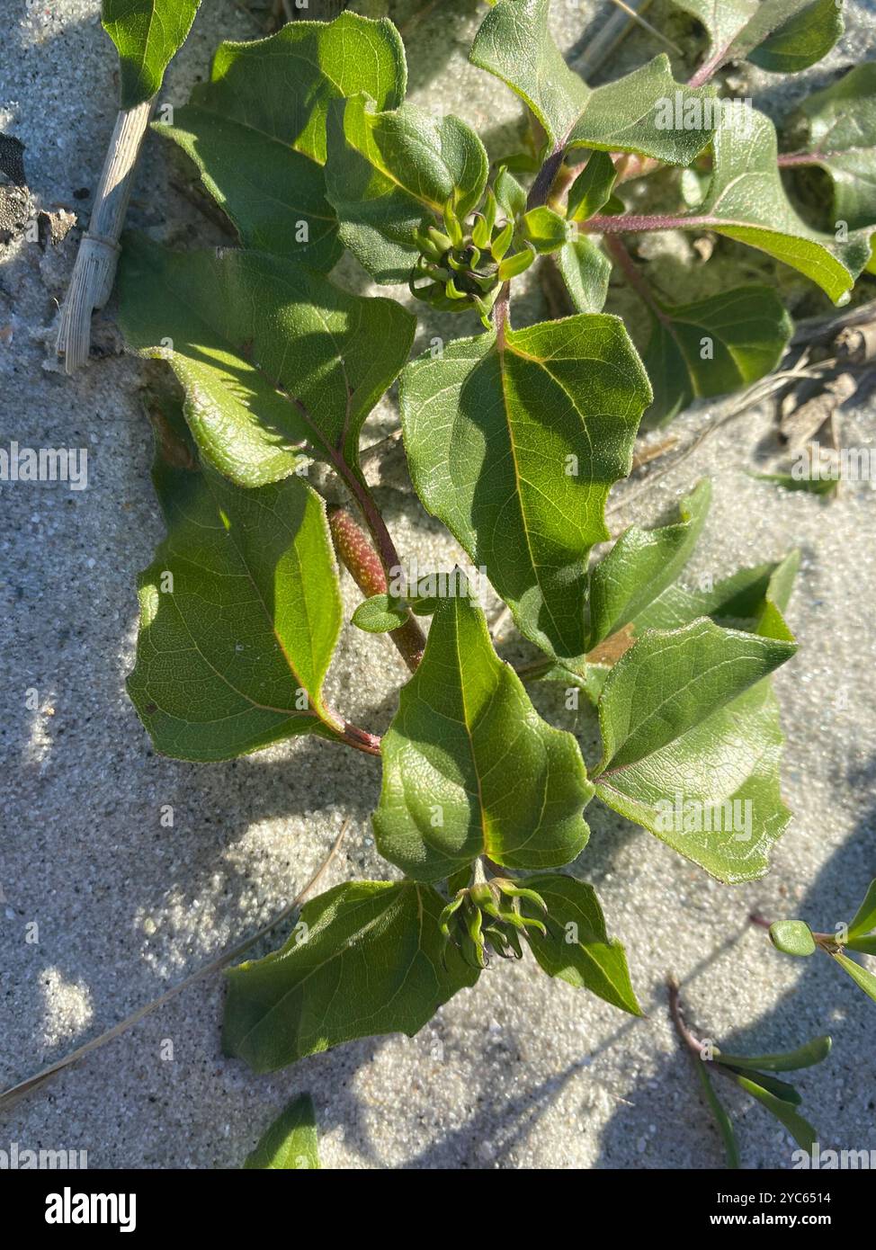 Ostküste Dune Sunflower (Helianthus debilis debilis) Plantae Stockfoto