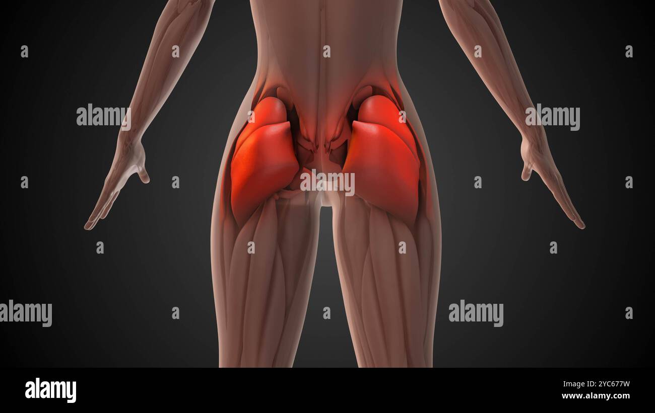 Gluteusmuskelanatomie medizinische Animation Stockfoto Gluteusmuskelanatomie medizinische Animation Stockfoto