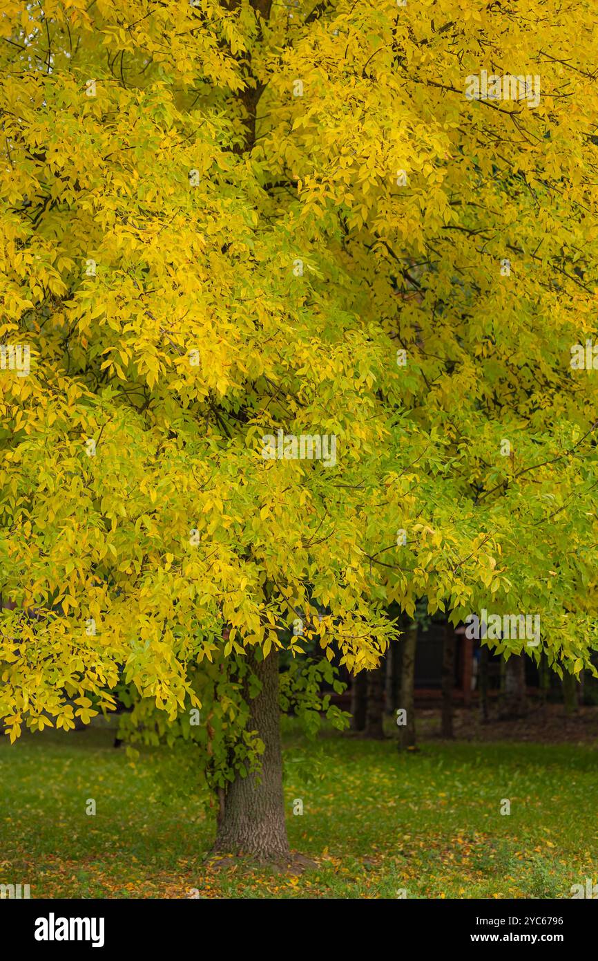 Leuchtend gelbe Herbstblätter auf einem Baum in einem Park an einem sonnigen Tag. Konzept der saisonalen Veränderung, Herbstlaub und natürliche Schönheit im Freien Stockfoto