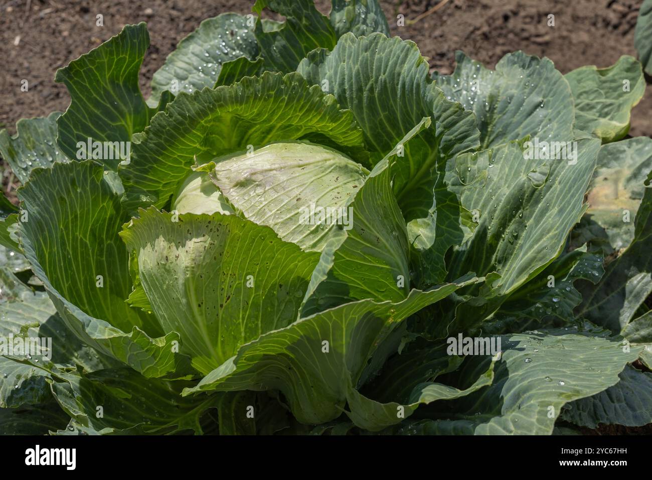 Frischer Kohl wächst im Garten mit Tautropfen auf den Blättern unter der Morgensonne. Konzept der Naturprodukte und der nachhaltigen Landwirtschaft Stockfoto