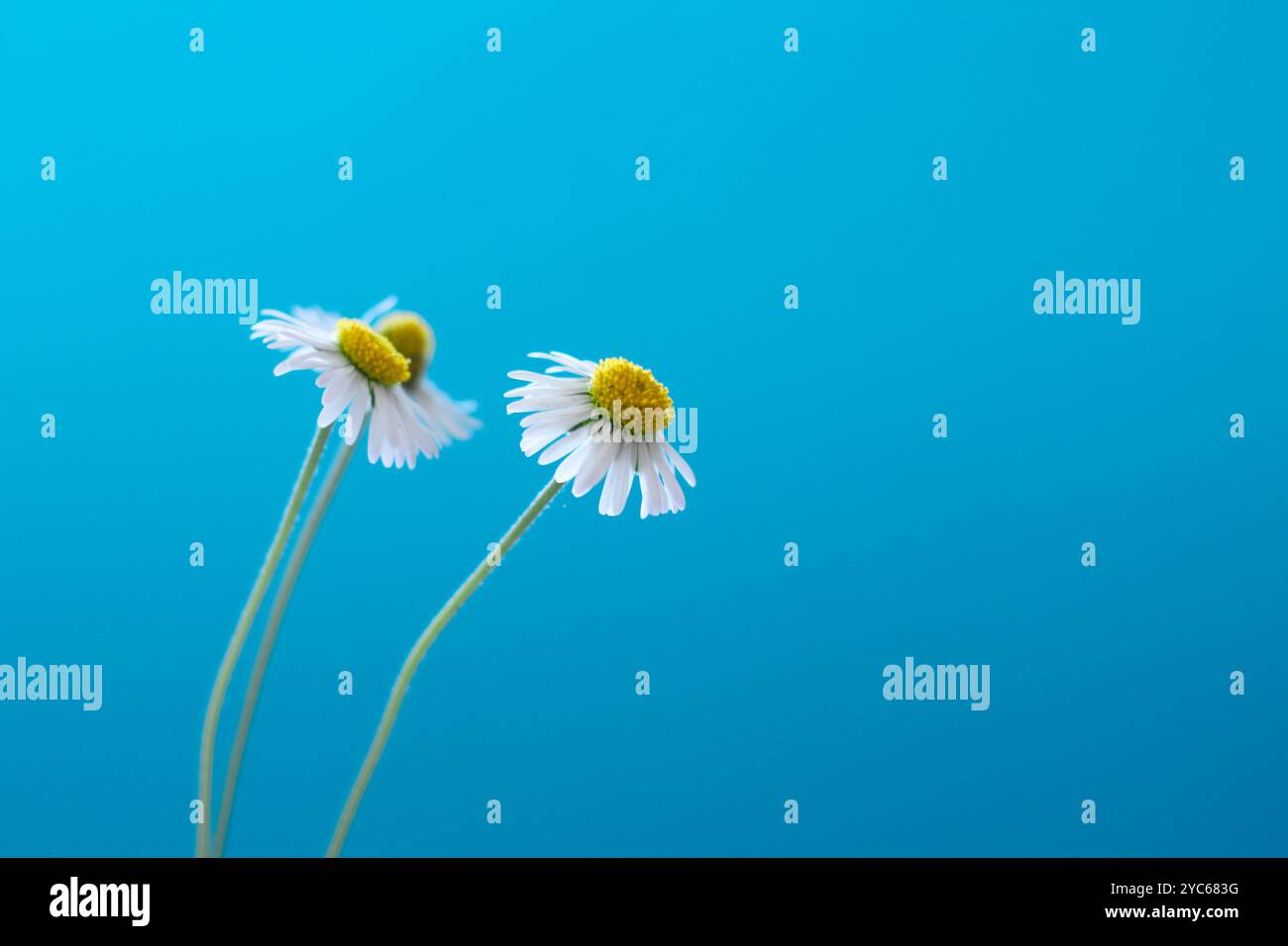 Weiße englische Gänseblümchen (Bellis perennis) Blume isoliert auf blauem Hintergrund. Leerzeichen für Text. Stockfoto