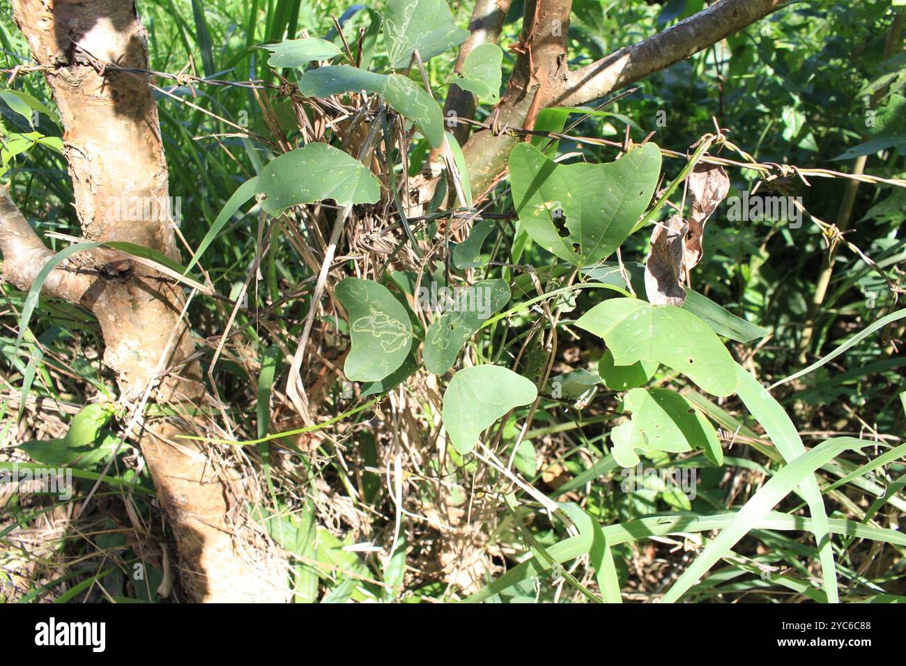Doppelblume Passionsblume (Passiflora biflora) Plantae Stockfoto