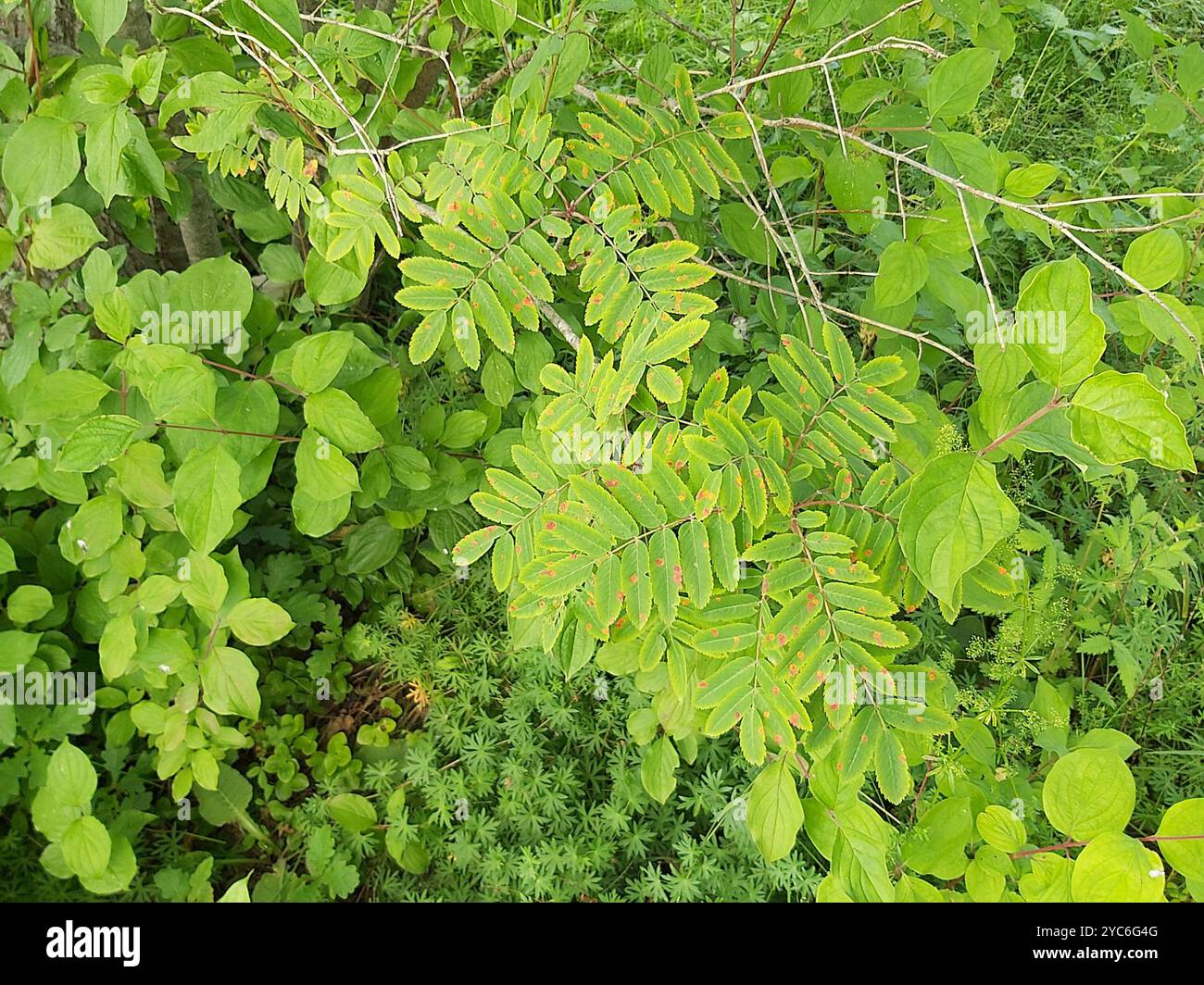 rowan Crown (Gymnosporangium cornutum) Pilze Stockfoto