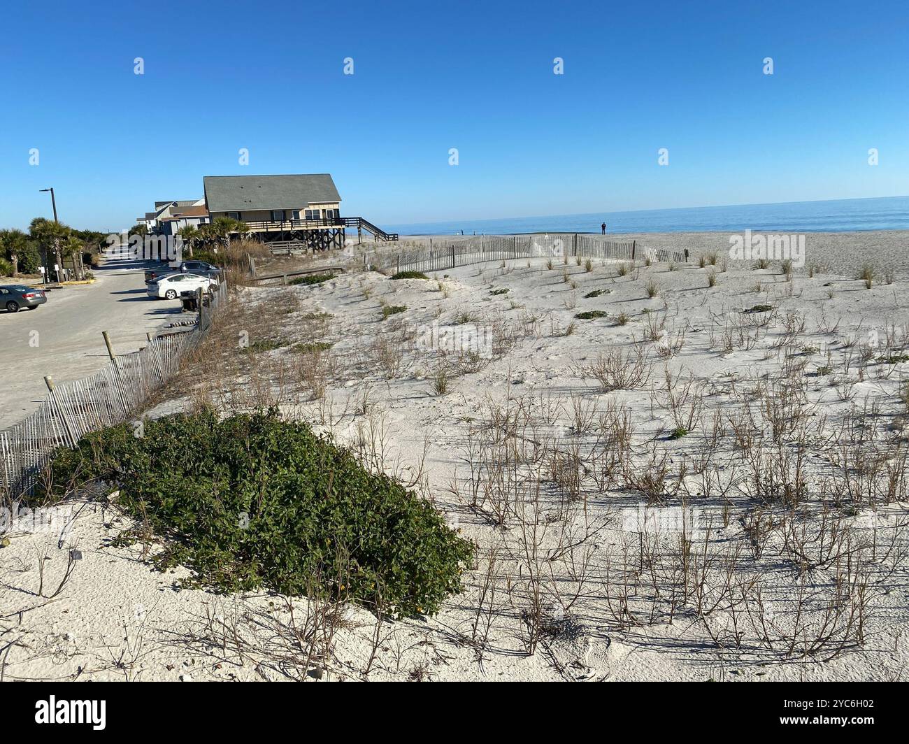 Ostküste Dune Sunflower (Helianthus debilis debilis) Plantae Stockfoto