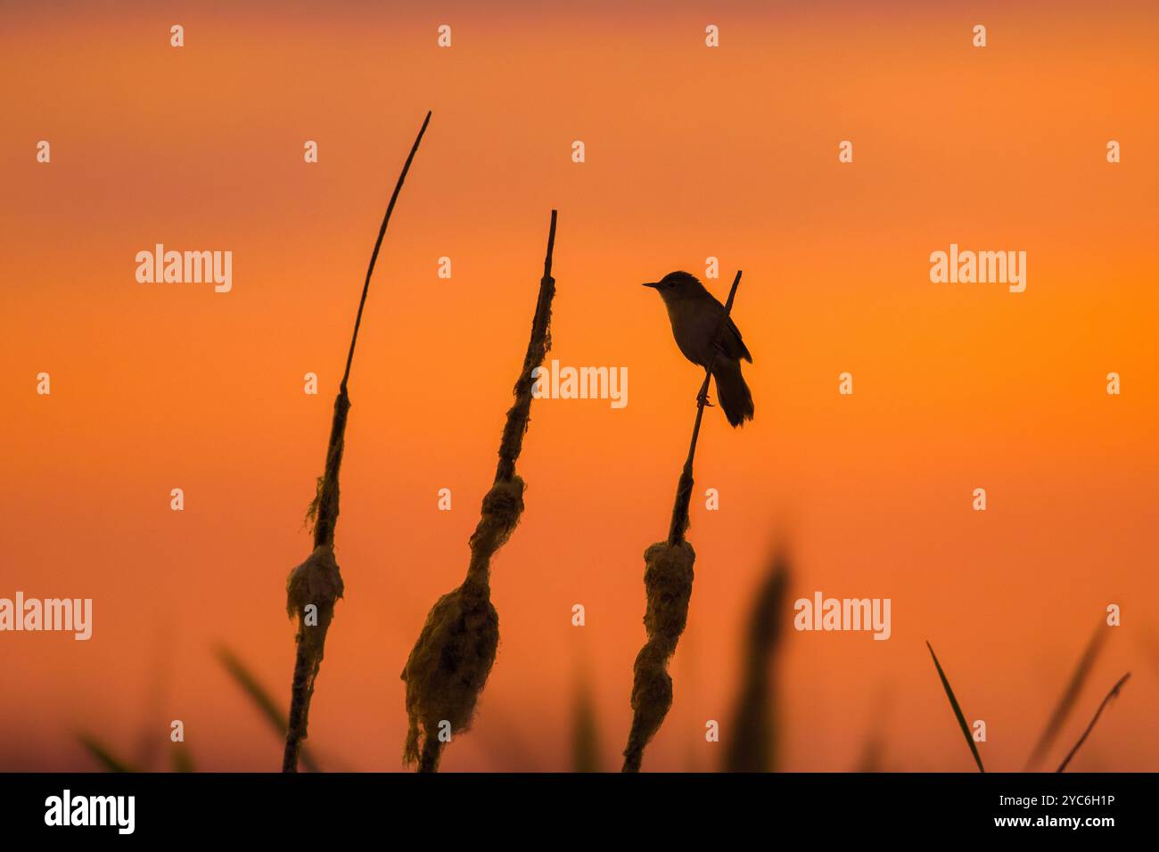 Savi's Keuschler (Locustella luscinioides), der im Frühjahr auf einem Bulrush-Stachel im Feuchtgebiet thront, mit einer Silhouette vor dem orangefarbenen Sonnenuntergangshimmel Stockfoto