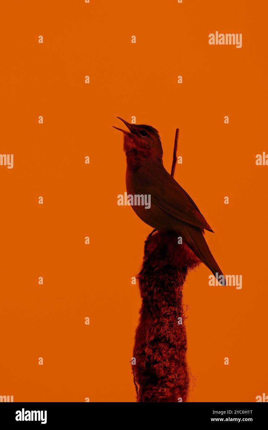 Savi's Keuschler (Locustella luscinioides) singt von der Spitze des Bulrushs im Feuchtgebiet bei Sonnenuntergang im Frühling Stockfoto