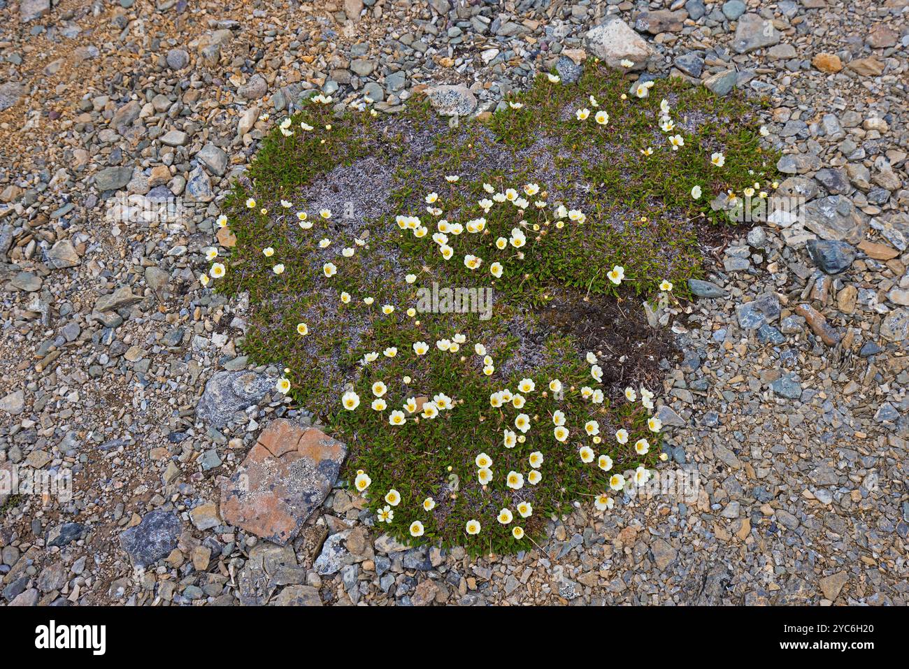 Bergavens / Achtblättrige Bergavens / weiße Dryas / weiße Dryas (Dryas octopetala) in Blüte im Sommer, Svalbard / Spitzbergen, Norwegen Stockfoto