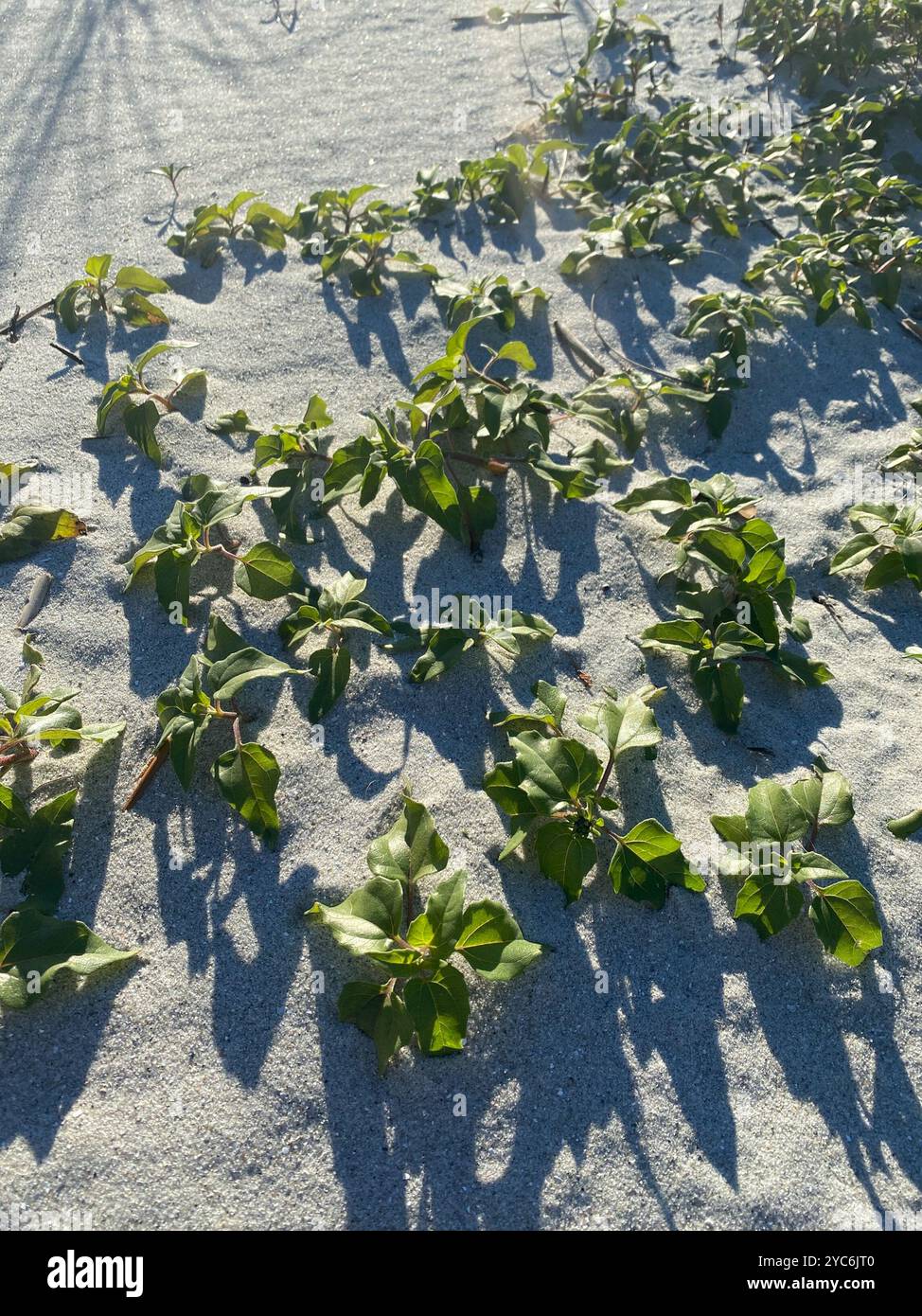 Ostküste Dune Sunflower (Helianthus debilis debilis) Plantae Stockfoto