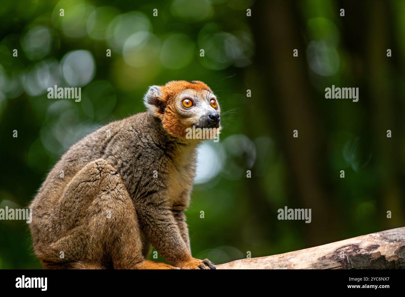 Adulte weibliche gekrönte Lemur, Eulemur coronatus am Baumstamm Stockfoto