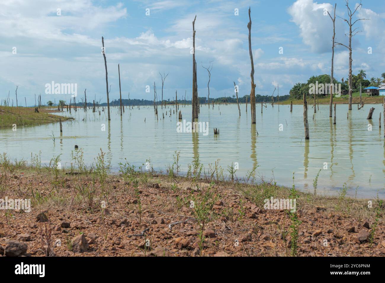 Die ruhige Landschaft des Van Blommenstijn Sees zeigt den Kontrast von Leben und Verfall mit umgefallenen Bäumen Stockfoto