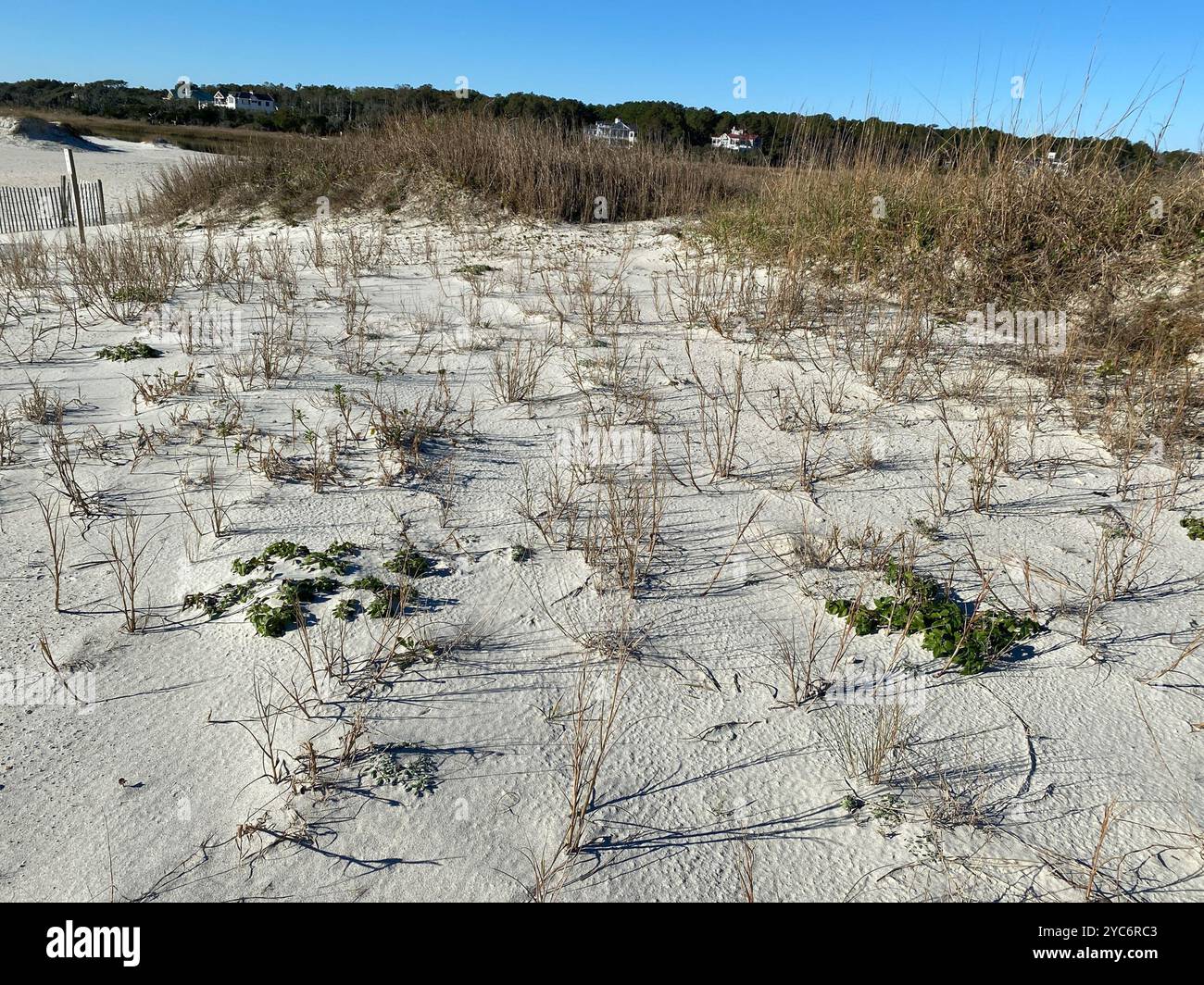 Ostküste Dune Sunflower (Helianthus debilis debilis) Plantae Stockfoto