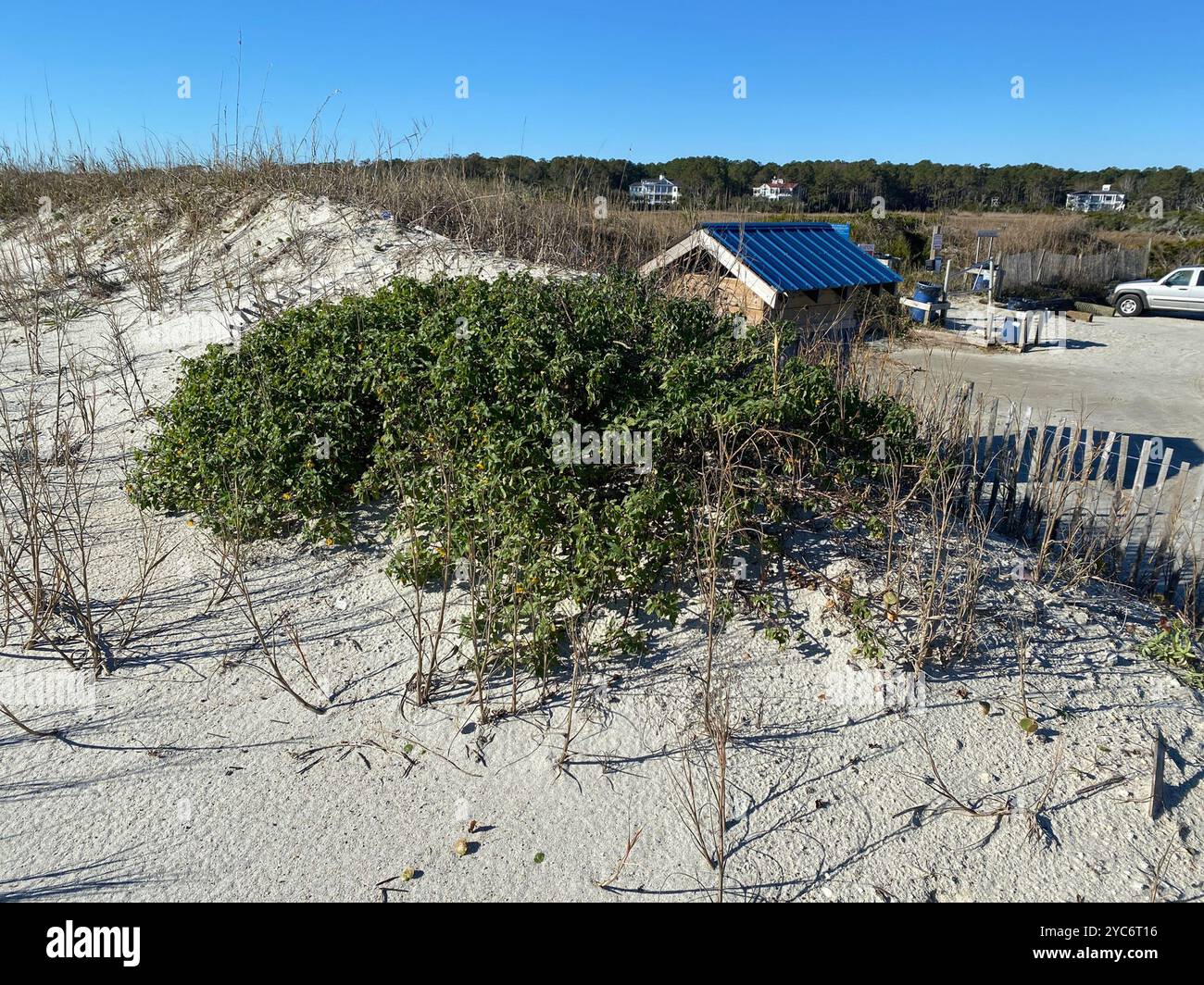 Ostküste Dune Sunflower (Helianthus debilis debilis) Plantae Stockfoto