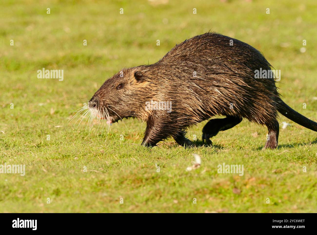 16. Oktober 2024, Schleswig-Holstein, Lübeck: 16.10.2024, Lübeck. Eine ausgewachsene Nutria (Myocastor coypus) verläuft über eine Wiese im Naturpark Schellbruch in Lübeck an der Unteren Trave. Die Tiere stammen aus Südamerika und gelten als invasive Art. Die Nagetiere, die in der Vergangenheit aufgrund ihres Fells bewusst eingeführt und auch in die Wildnis freigelassen wurden, sind heute in ganz Deutschland zu finden und können fast überall gejagt werden. Nutria-Fleisch gilt als sehr lecker. Foto: Wolfram Steinberg/dpa Foto: Wolfram Steinberg/dpa Stockfoto