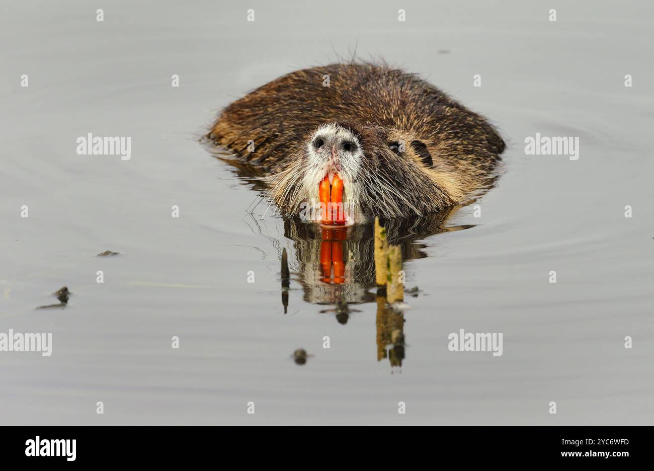 17. Oktober 2024, Schleswig-Holstein, Lübeck: 17.10.2024, Lübeck. Eine ausgewachsene Nutria (Myocastor coypus) schwimmt in einem kleinen Bach im Naturschutzgebiet Schellbruch in Lübeck an der Unteren Trave. Das Tier zeigt seine großen, auffallend orangen Zähne. Die Tiere stammen aus Südamerika und gelten als invasive Art. Die Nagetiere, die in der Vergangenheit aufgrund ihres Fells bewusst eingeführt und auch in die Wildnis entlassen wurden, sind heute in ganz Deutschland zu finden und können fast überall gejagt werden. Nutria-Fleisch gilt als sehr lecker. Foto: Wolfram Steinberg/dpa Foto: Wolfram Stein Stockfoto