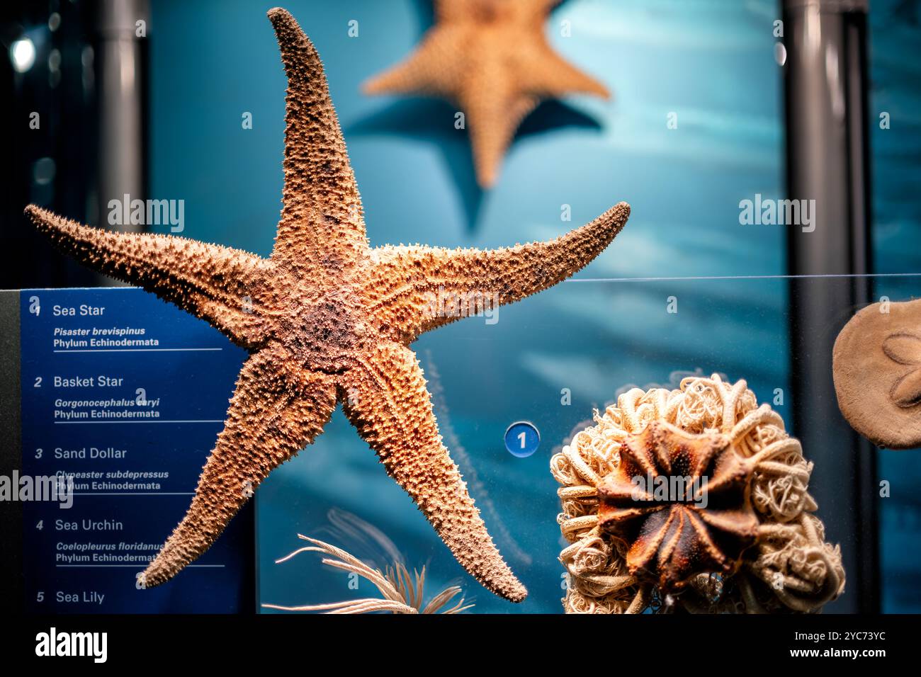 WASHINGTON DC, Vereinigte Staaten – die Stachelhäuter der Ocean Hall zeigen drei verschiedene Exemplare, die die Vielfalt dieses Meeresphylums repräsentieren: Einen Pink Sea Star (Pisaster brevispinus), einen Basket Star (Gorgonocephalus caryi) und einen Sea Biscuit Sand Dollar (Clypeaster subdepressus). Diese Exemplare zeigen die bemerkenswerte Vielfalt der Körperformen, die sich innerhalb des Phylum Echinodermata entwickelt haben. Stockfoto