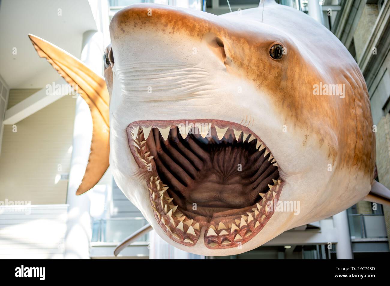 Megalodon-Modell Washington DC // WASHINGTON DC — Ein lebensgroßes Modell von Carcharocles Megalodon, das von der Decke abgehängt wird, veranschaulicht auf dramatische Weise das enorme Ausmaß dieser ausgestorbenen Haiart. Das Modell demonstriert die massiven Anteile des ehemaligen Raubtiers des Ozeans, das vor etwa 23 bis 3,6 Millionen Jahren lebte. Diese prähistorische Haiart könnte Längen von bis zu 60 Fuß erreichen. Stockfoto