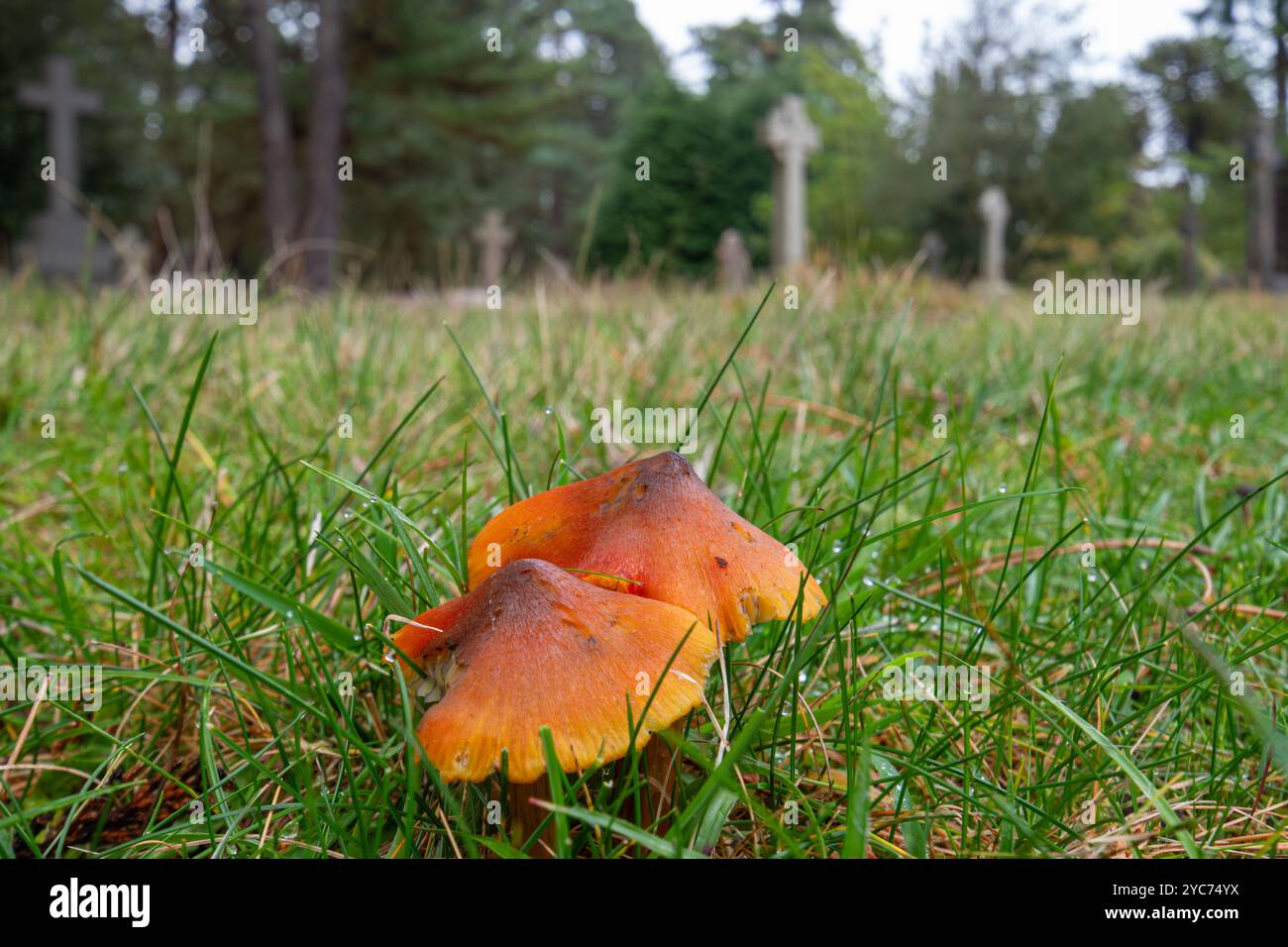 Schwärzende Wachskappen (Hygrocybe conica), Graslandpilze oder Pilze, die im Herbst auf einem Friedhof neben Graves in Surrey, England, Großbritannien, wachsen Stockfoto