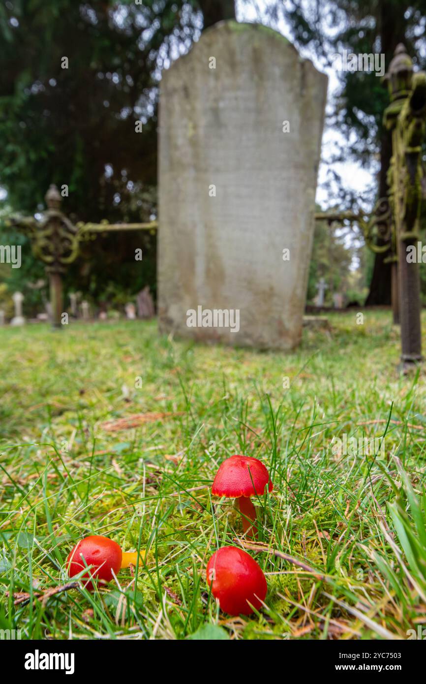 Scharlach-Wachskappen (Hygrocybe coccinea), rote Graslandpilze oder Pilze, die im Herbst auf einem Friedhof neben Gräbern in Surrey, England, Vereinigtes Königreich, wachsen Stockfoto