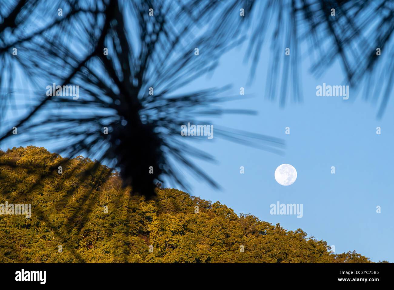 Ein Vollmonduntergang über einem Hügel nach Sonnenaufgang am Lake Allatoona im Red Top Mountain State Park in Cartersville, Georgia. (USA) Stockfoto