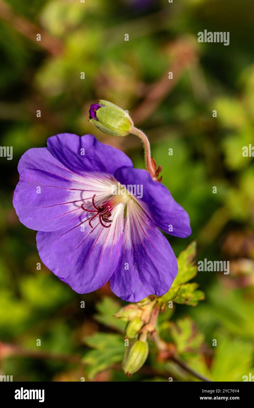 Überraschend ziemlich nah blühendes Pflanzenporträt von Geranium rozanne, Geranium 'Gerwat', Geranium hybridum 'Jolly Bee'. Darstellung, natürlich, Stockfoto