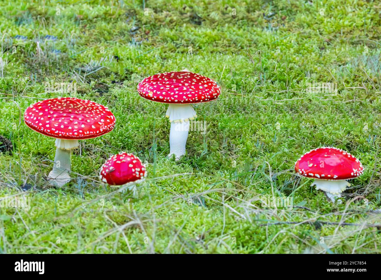 Nahaufnahme einer frischen, hellroten Gruppe von Fliegenpilzen, Amanita muscaria, mit Sternmoosunterholz Stockfoto
