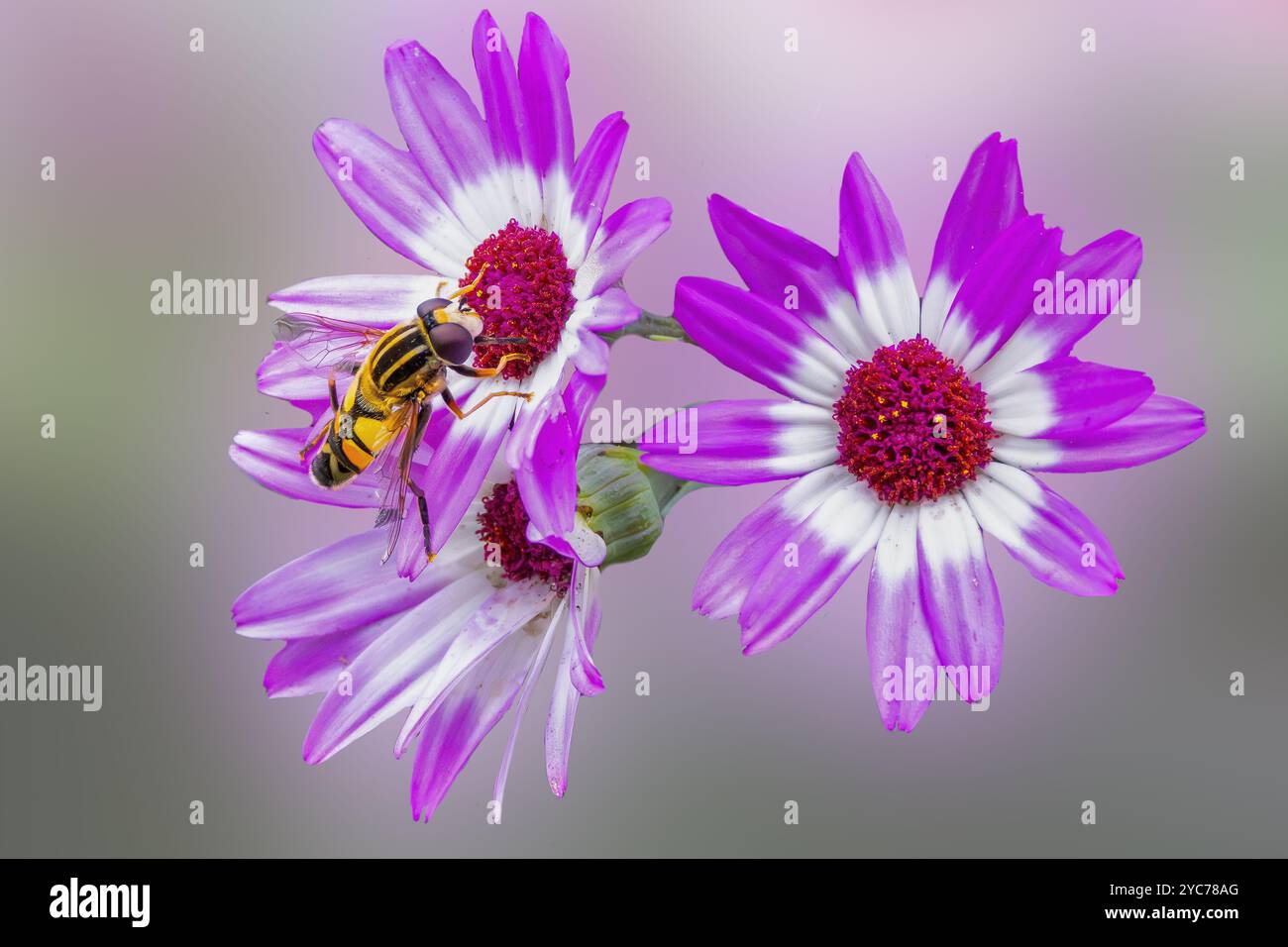 Nahaufnahme der Suche nach Citrine Fly, Helophilus trivittatus, auf Blume der spanischen Gänseblümchen, Osteospermum ecklonis, mit lilafarbenen, weißen Blättern gegen bl Stockfoto