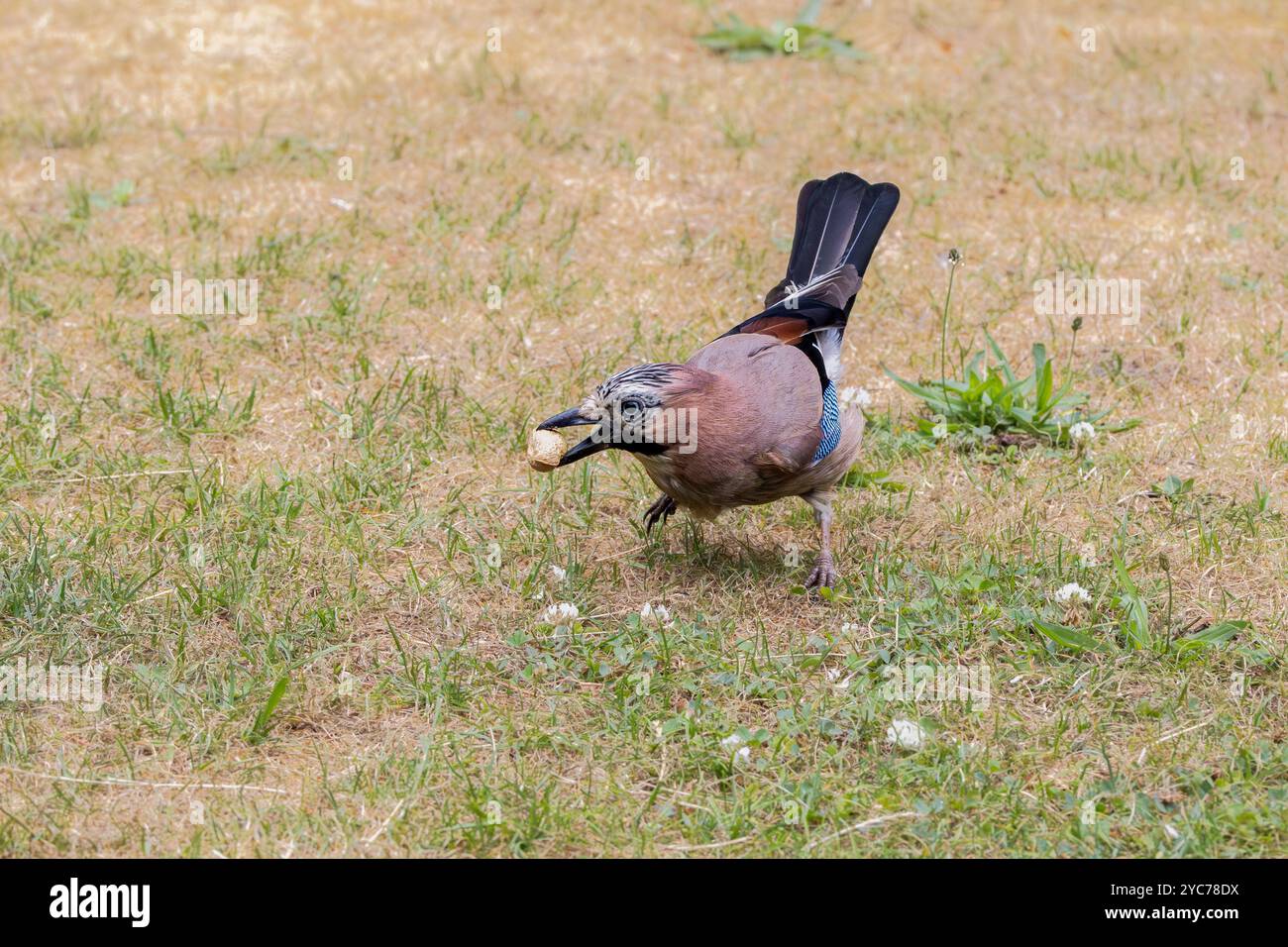 Großaufnahme des Eurasischen Jay, Garrulus glandarius, mit ungeschälter, nicht gerösteter Erdnuss im Schnabel und Flughaltung vor Grashintergrund Stockfoto