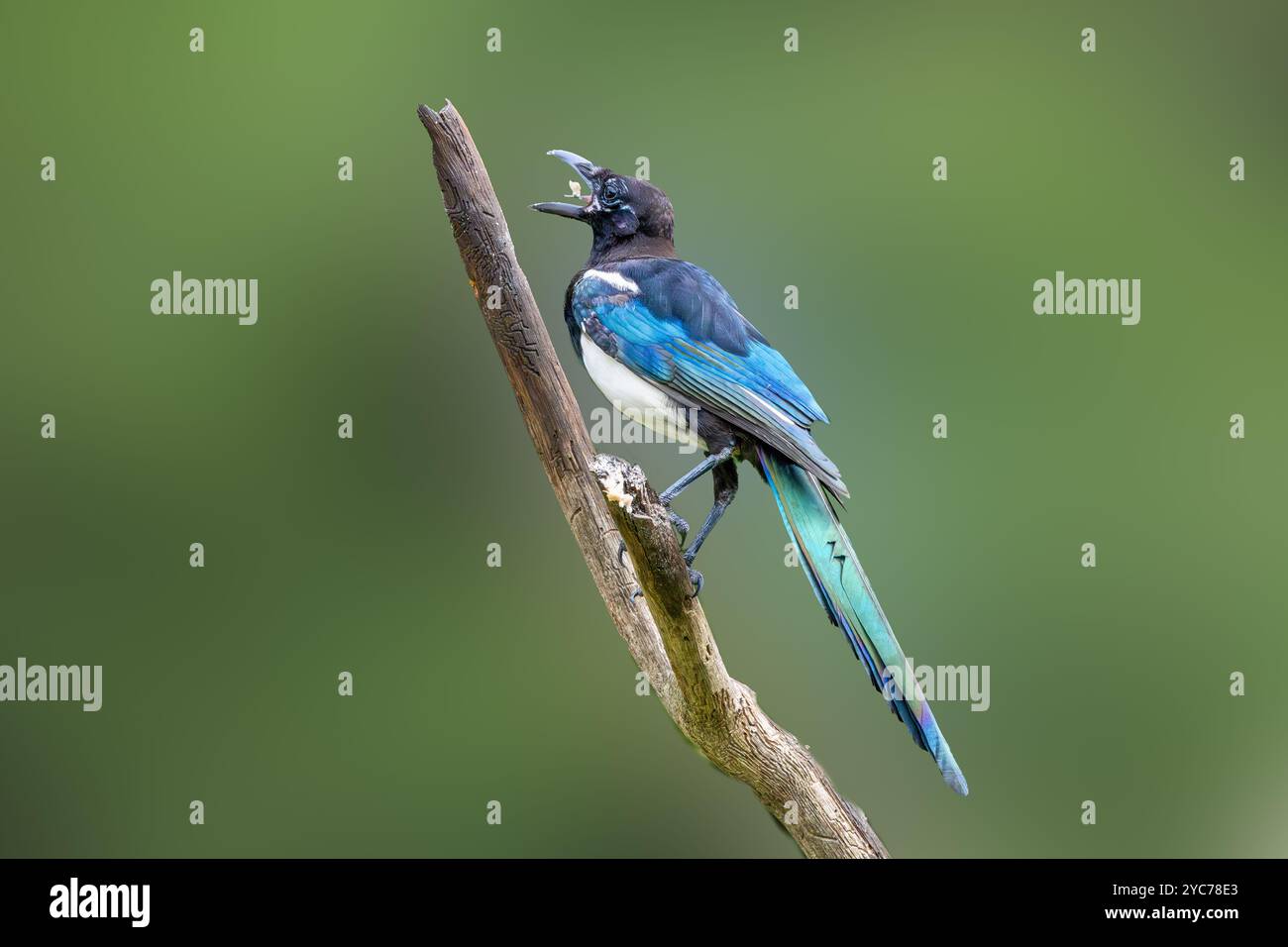 Nahaufnahme der sich formenden Magpie, Pica pica, mit Krallen, die fest an vertikalen toten Ästen haften und mit Nahrung im Schnabel gegen schlichte Hintergründe schauen Stockfoto