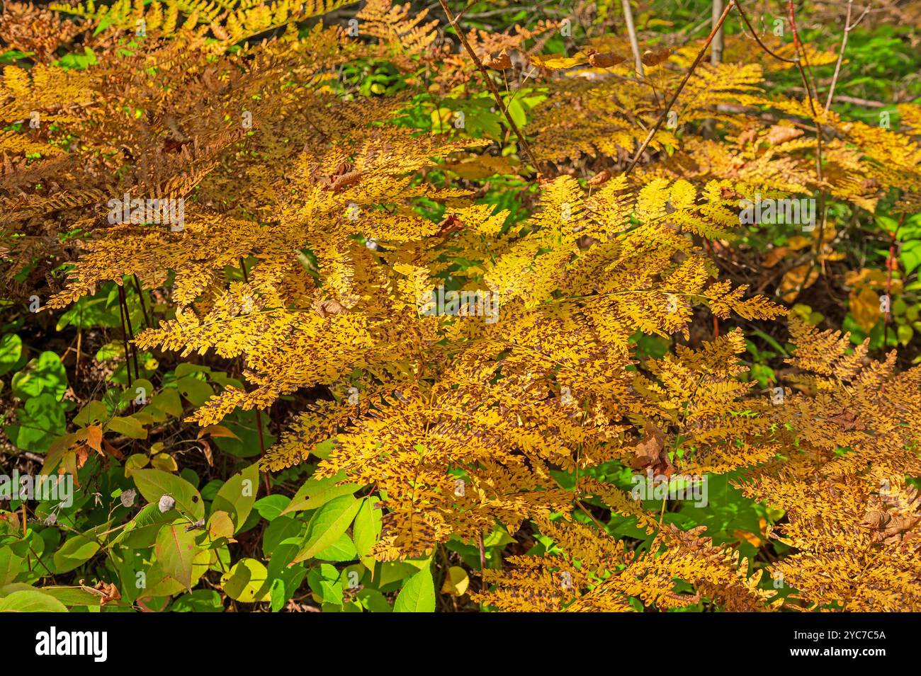 Melierte Ferns im Herbst auf Forest Floor am Gunflint Trail in Minnesota Stockfoto