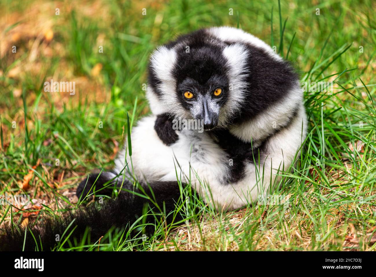 Blick auf sitzende schwarz-weiße geraffte Lemur Varecia variegata variegata auf der grünen Wiese Stockfoto