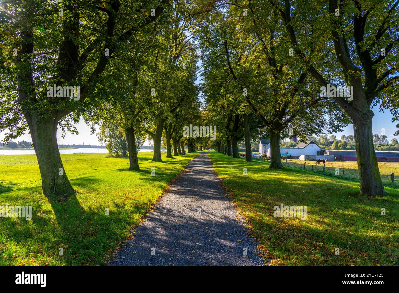 Dichte Kastanienallee am Rheindeich bei Neuss, Deichallee, Herbst, bunte Blätter, Spaziergänger, NRW, Deutschland, Stockfoto