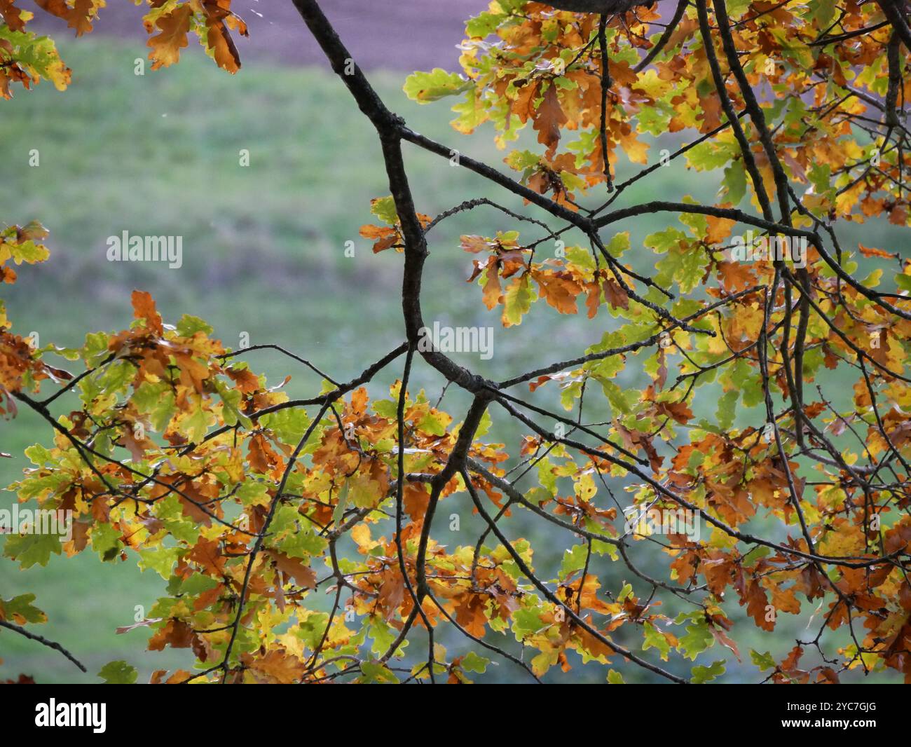 Goldene und grüne Eichenblätter glitzern im sanften Herbstlicht und zeigen die Schönheit der wechselnden Jahreszeit auf dem Land. Stockfoto