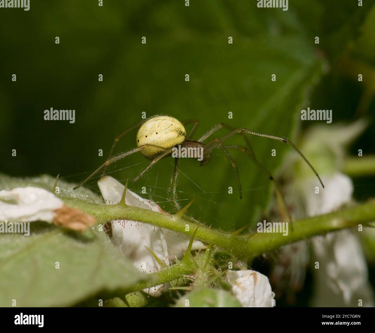 Eine gewöhnliche, mit Bonbons gestreifte Spinne, Enoplognatha ovata, die über einen dünnen Brombeerzweig läuft. Haare an Beinen und Bauch sichtbar, Nahaufnahme und gut fokussiert. Stockfoto