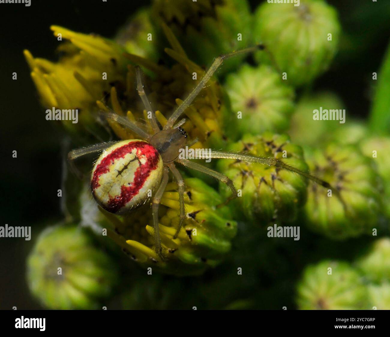 Eine ausgewachsene, mit Süßigkeiten gestreifte Spinne, Enoplognatha ovata, mit zwei roten Streifen, die über einige Blütenknospen läuft. Nahaufnahme und gut fokussiert. Stockfoto