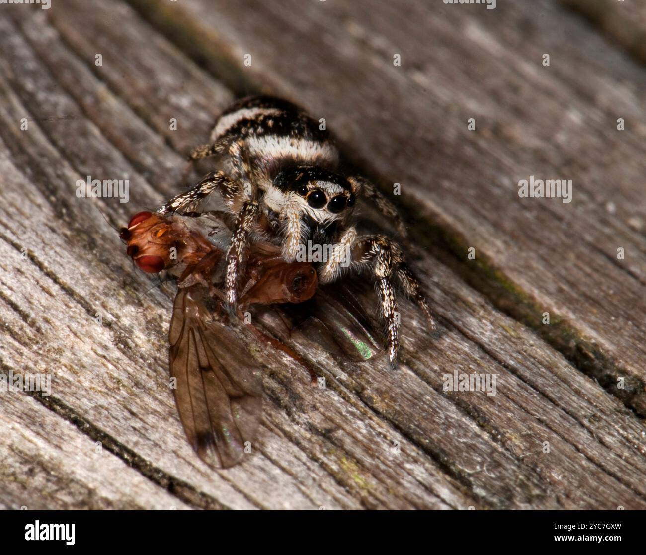 Eine weibliche Zebraspringende Spinne, Salticus Scenicus, Essen auf einer Bilderflügelfliege. Nahaufnahme, gut fokussiert und ein bisschen grausam, wenn man genau hinsieht. Stockfoto
