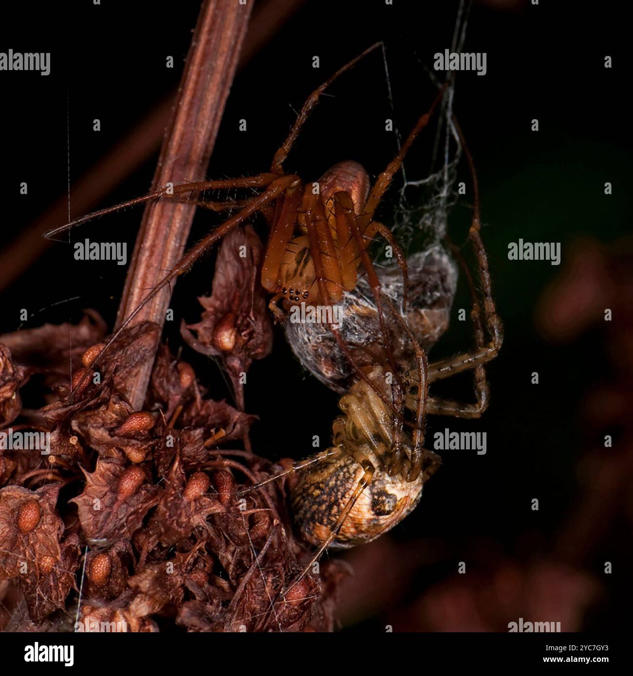 Eine männliche eurasische Panzerspinne, Metellian segmentata, die versucht, Nahrung von einem Gartenorbweber zu stehlen. Er wird das Essen seinem Gefährten geben. Stockfoto