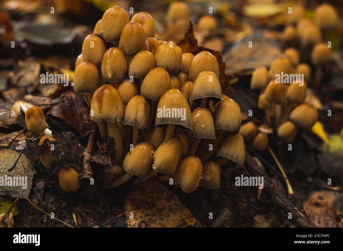 Eine Gruppe winziger Pilze auf nassem Waldboden nach Regen. Nahaufnahme des Fotos Stockfoto