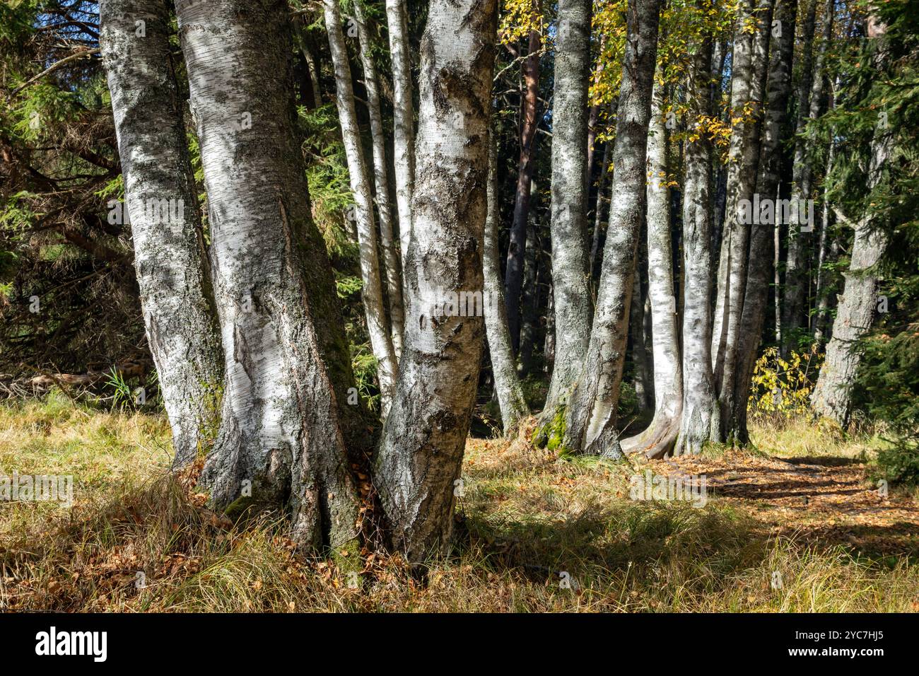 Sonnendurchflutete Herbstbirken und andere Bäume. Farbenfrohe, sonnige Birkenlandschaft im Herbst. Viele Birken in Herbstlandschaft. Stockfoto