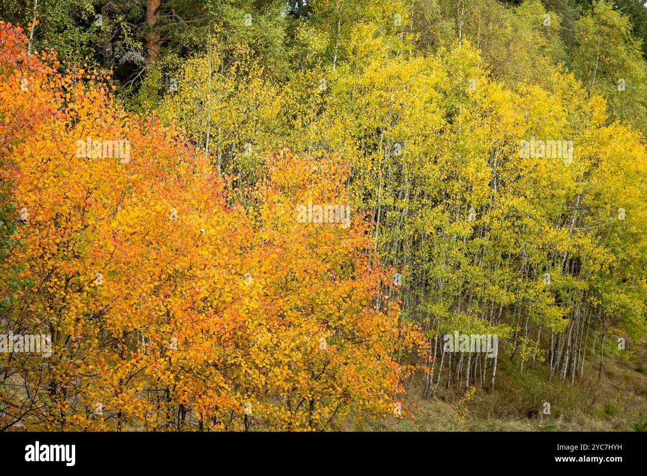 Farbenfroher Herbst voller orange und gelb gefärbter Bäume. Erstaunliche Herbstfarben an Bäumen, Büschen und Pflanzen. Stockfoto