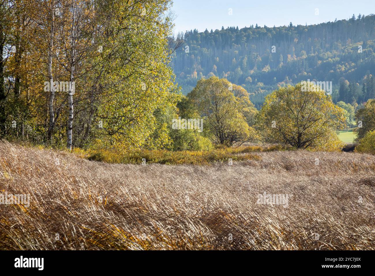 Herbstwiesen mit hohem Gras und bunten Herbstbäumen im Hintergrund. Farbenfrohe Herbstbirken rund um die Wiese. Stockfoto