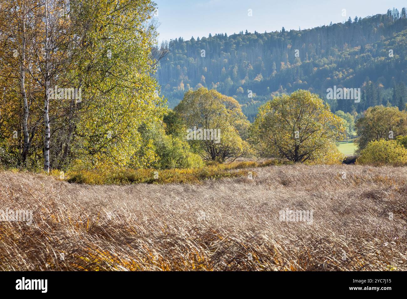 Herbstwiesen mit hohem Gras und bunten Herbstbäumen im Hintergrund. Farbenfrohe Herbstbirken rund um die Wiese. Stockfoto