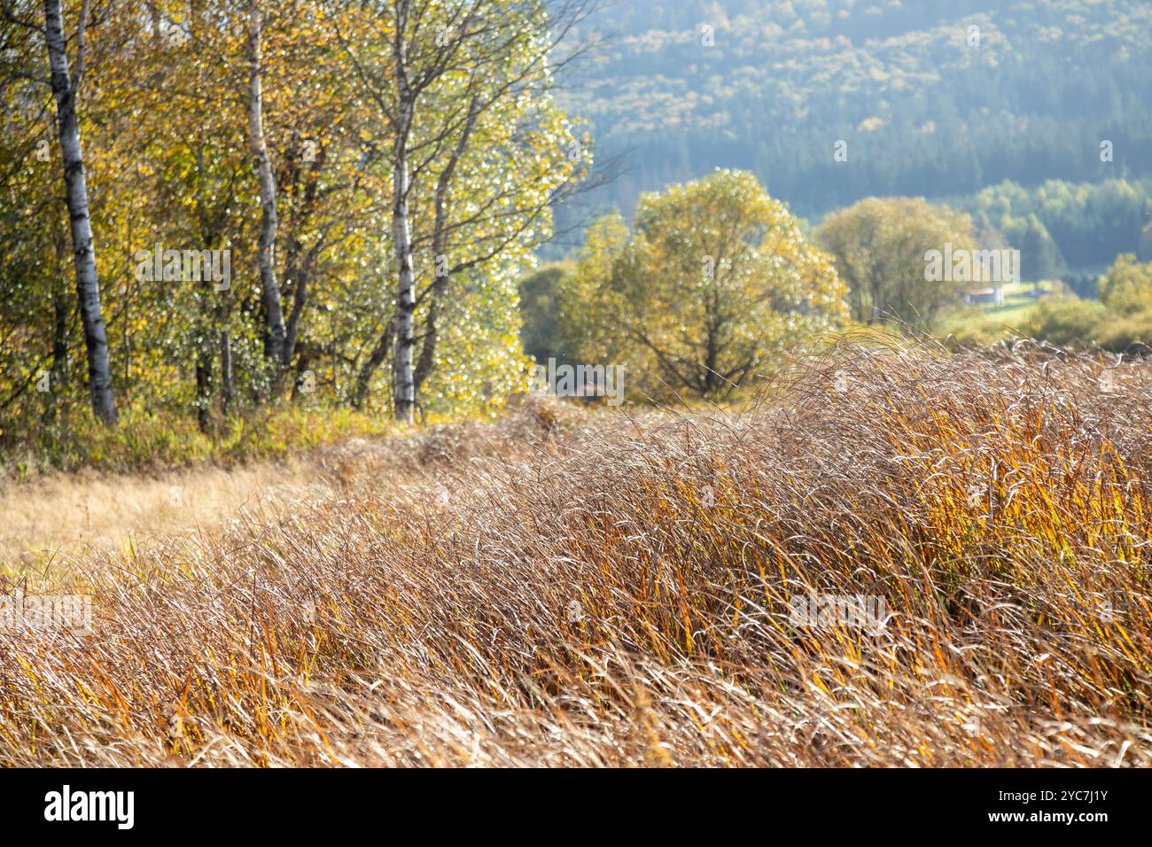 Herbstwiesen mit hohem Gras und bunten Herbstbäumen im Hintergrund. Farbenfrohe Herbstbirken rund um die Wiese. Stockfoto