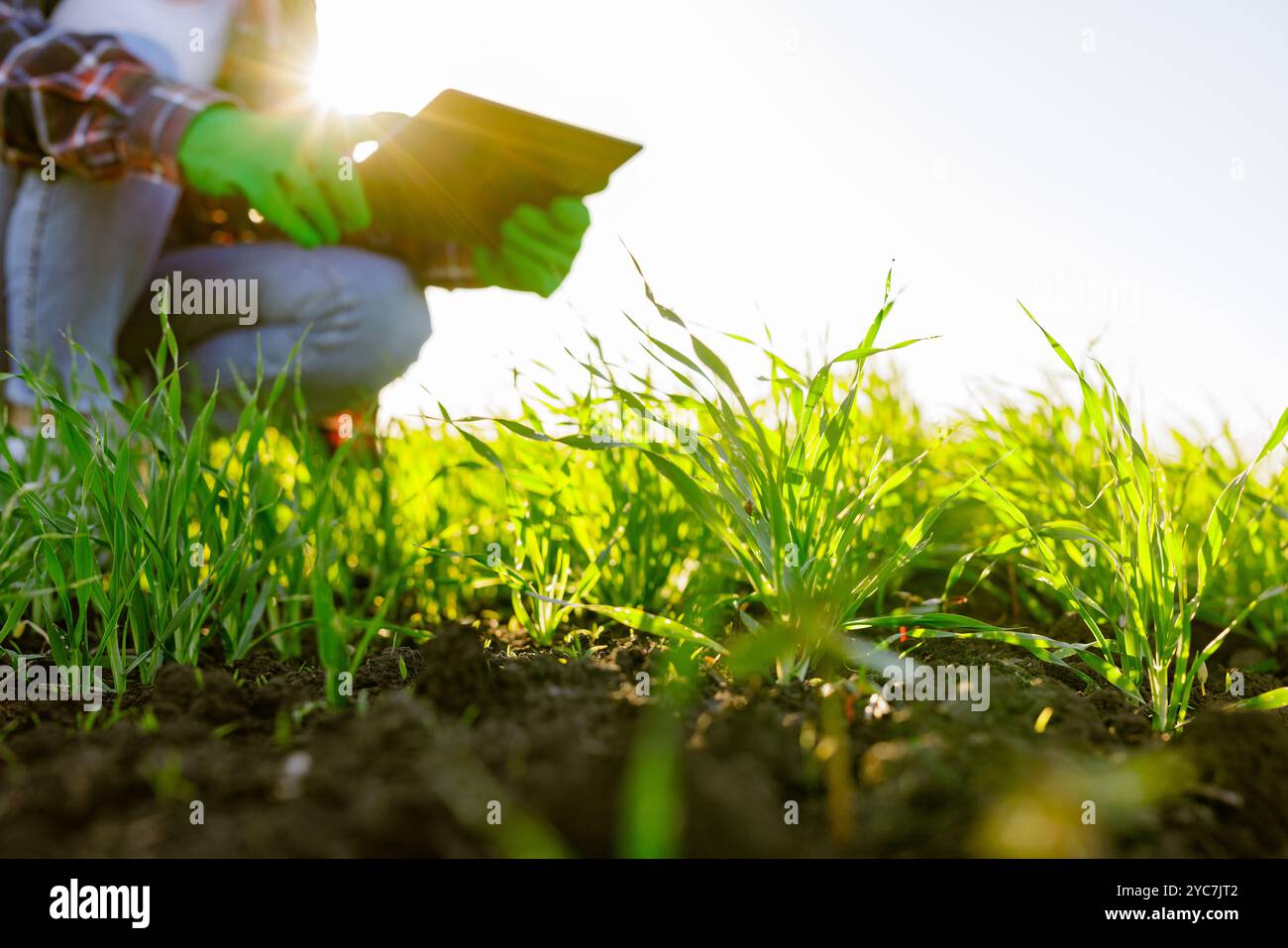 Eine Agronomin mit einem digitalen Tablet in der Hand überprüft junge Triebe auf dem Feld. Eine Farmerin, die eine moderne Tablette benutzt, kontrolliert ihr Wachstum Stockfoto